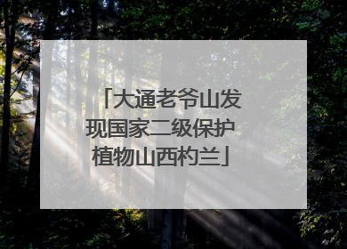 大通老爷山发现国家二级保护植物山西杓兰